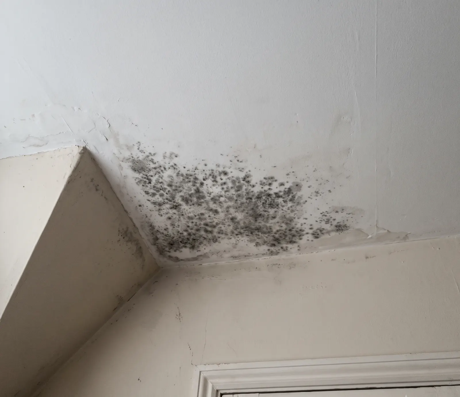 Drywall Mold water damage in Hollywood, FL
